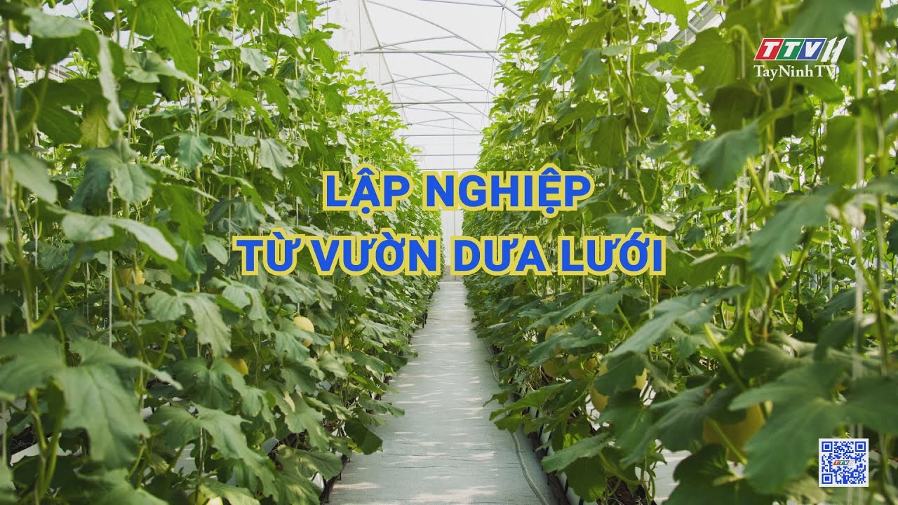 Lập nghiệp từ vườn dưa lưới | Nông nghiệp Tây Ninh | TayNinhTV